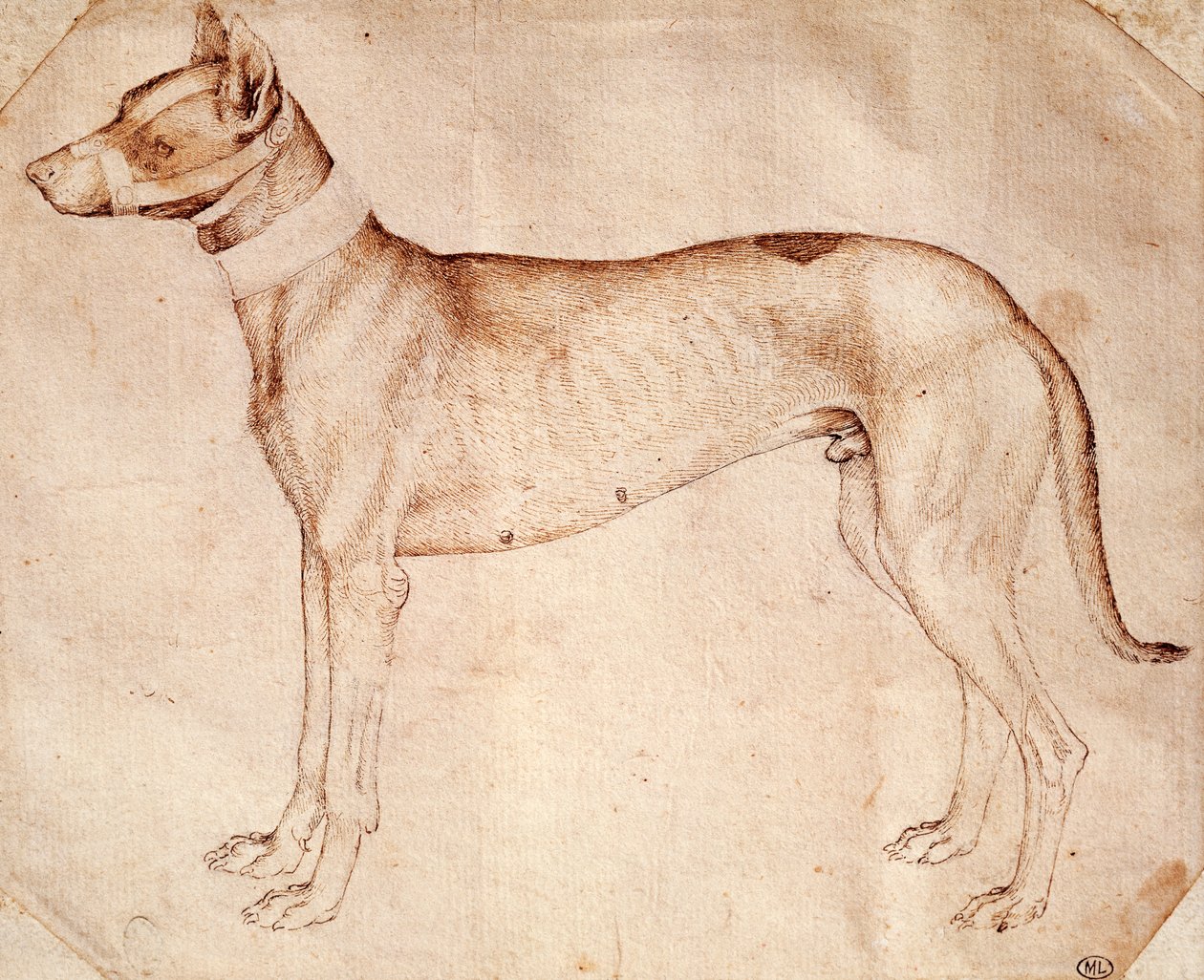 Estudo do cão de caça de Antonio Pisano conhecido como Pisanello (pré-1395- ca 1455), desenho em caneta e tinta marrom de Antonio Pisanello