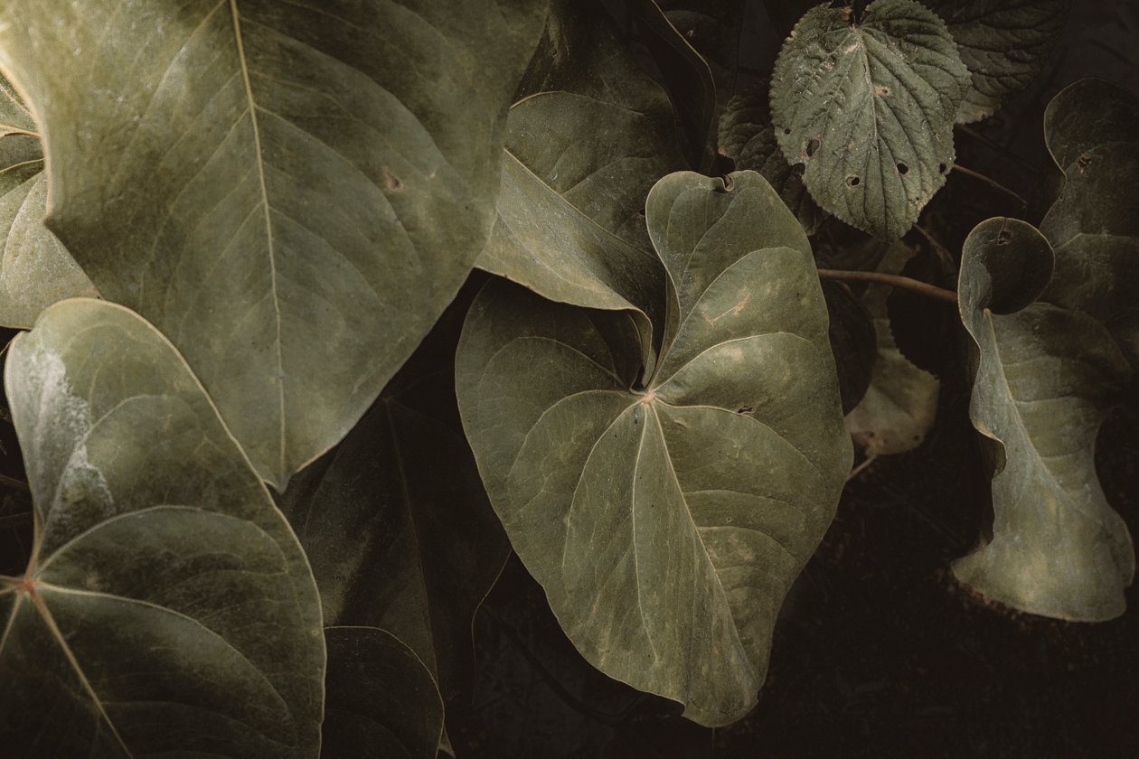 Anthurium Andraeanum, XVI e, Petrópolis, Rio de Janeiro, Brazil, 2025 (photograph) de Antonio Schubert