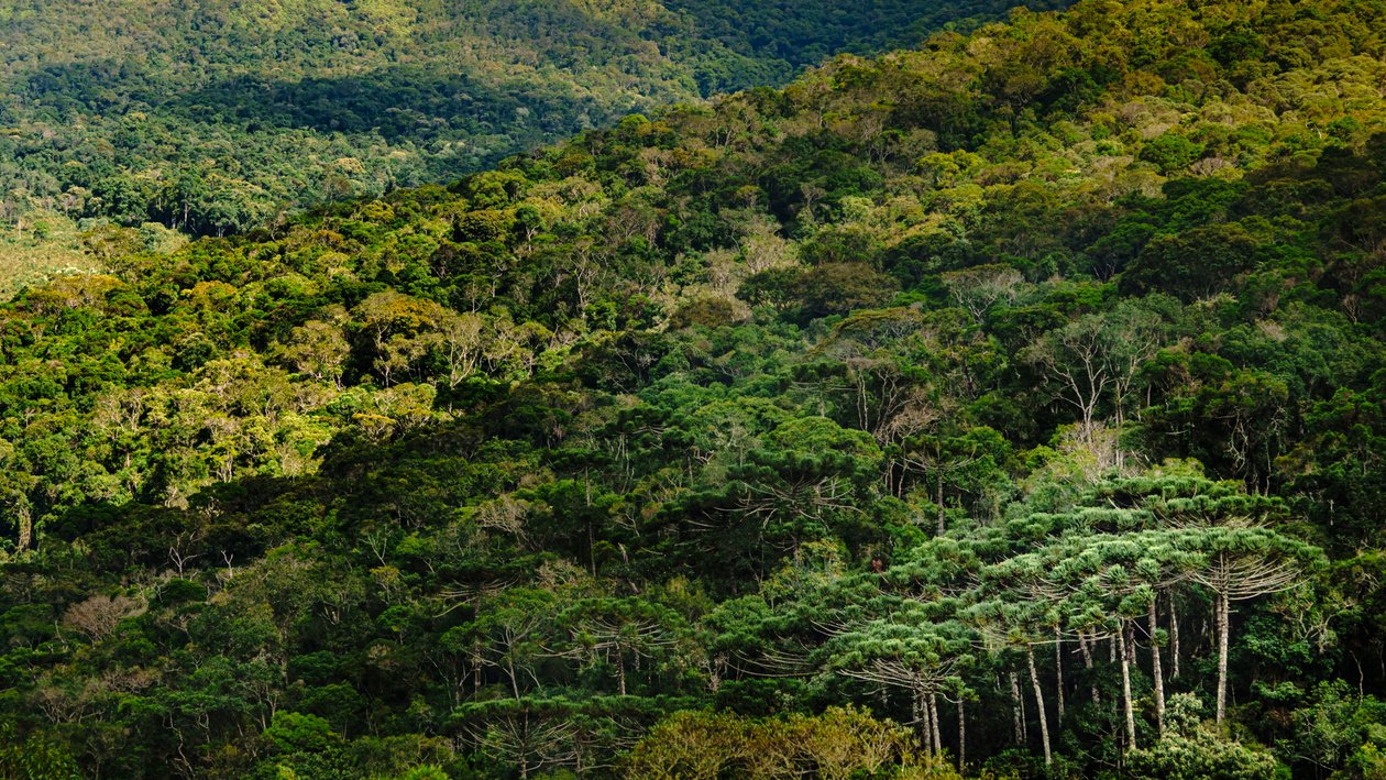 Mantiqueira LVIII, Brazil, 2023 (photo) de Antonio Schubert