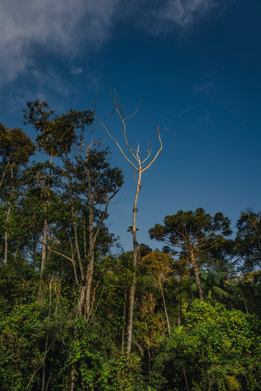 Mantiqueira XLVI, 2021 (foto) de Antonio Schubert