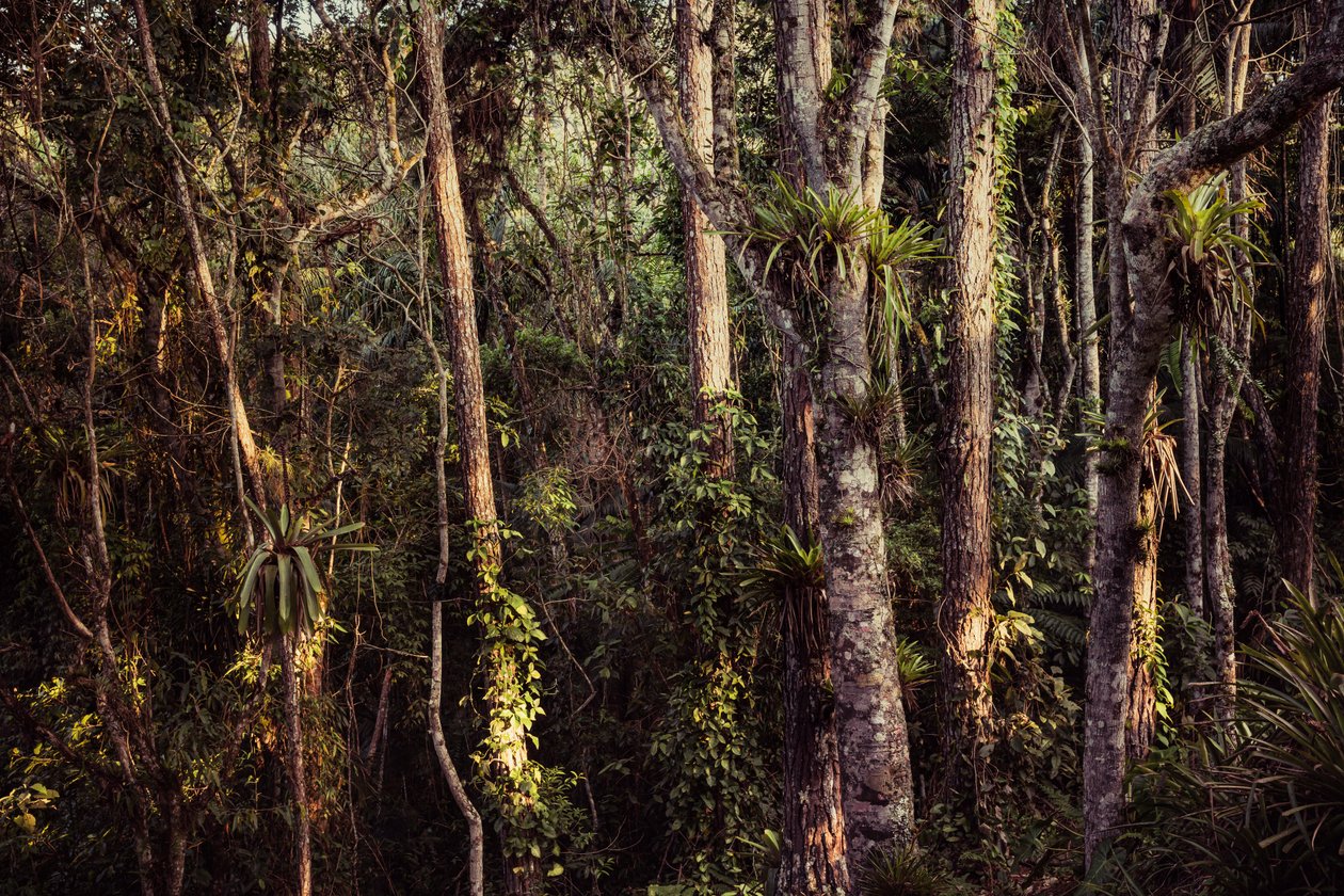 Floresta tropical IV, 2021 (foto) de Antonio Schubert