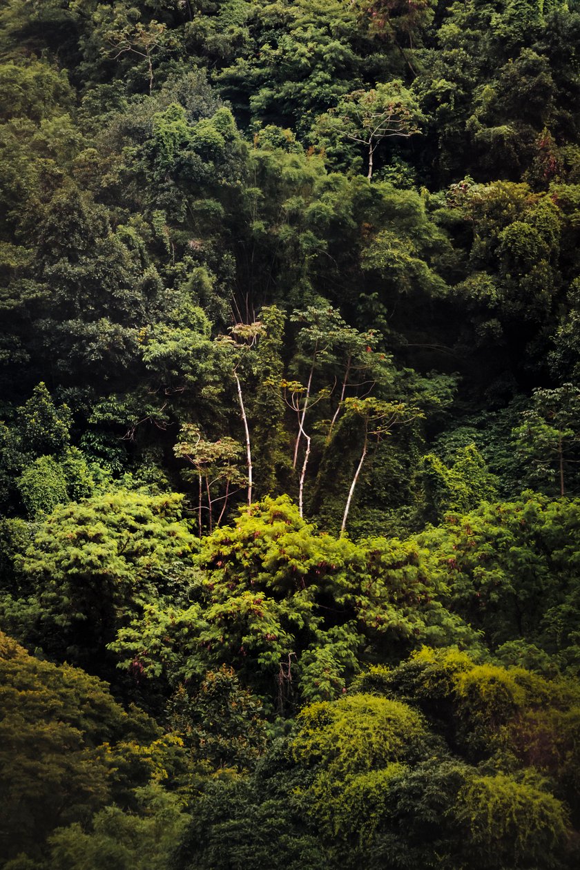 Floresta tropical IX, 2018 (fotografia digital) de Antonio Schubert