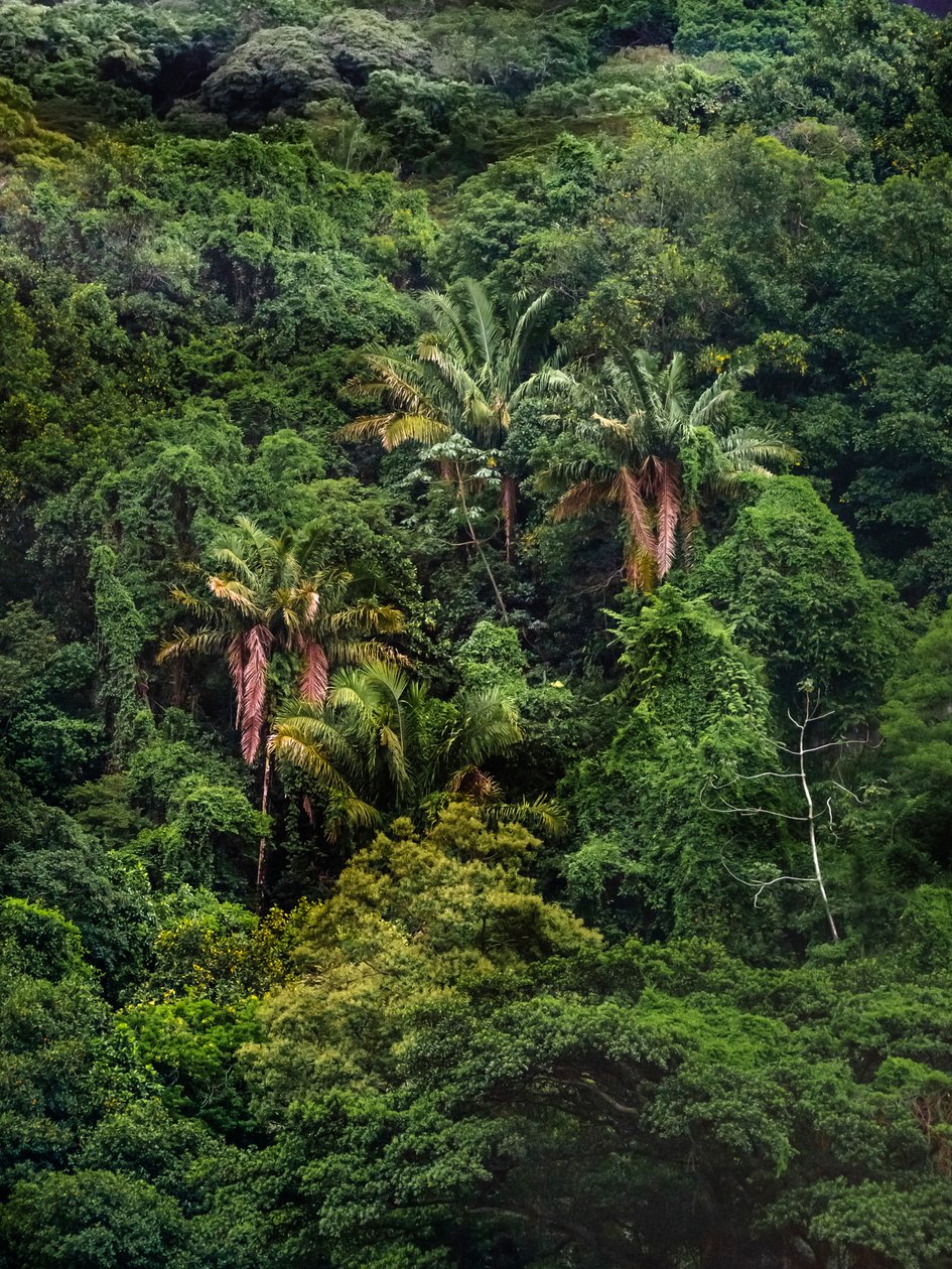 Floresta da Tijuca XXXII, 2018 (fotografia digital) de Antonio Schubert