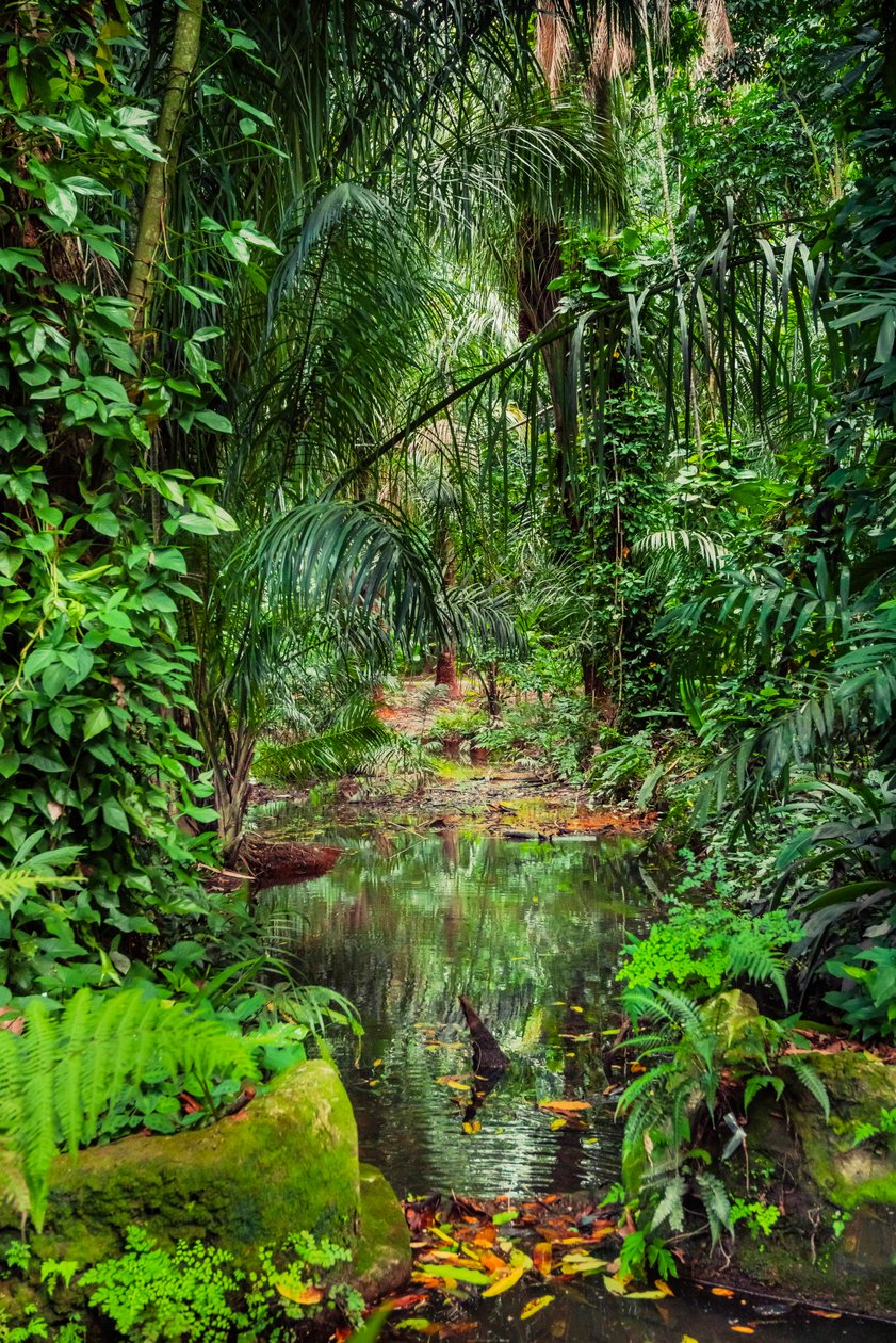 Floresta húmida, 2023 (foto) de Antonio Schubert
