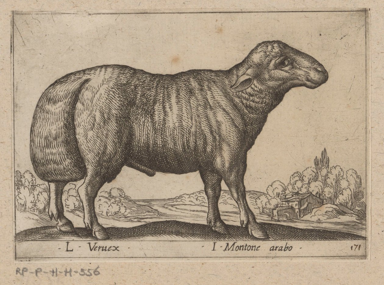 Arabisch schaap
L Veruex/ I carneiro árabe (título sobre o objecto)
Dieren en fabelwezens (título da série)
Nova raccolta de li animali più curiosi del mondo (título da série) de Antonio Tempesta