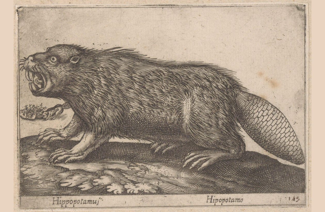 Beber Hipopótamo (título no objeto) Dieren en fablewezens (título da série) Nova raccolta de li animali piu curiosi del mondo (título da série) de Antonio Tempesta