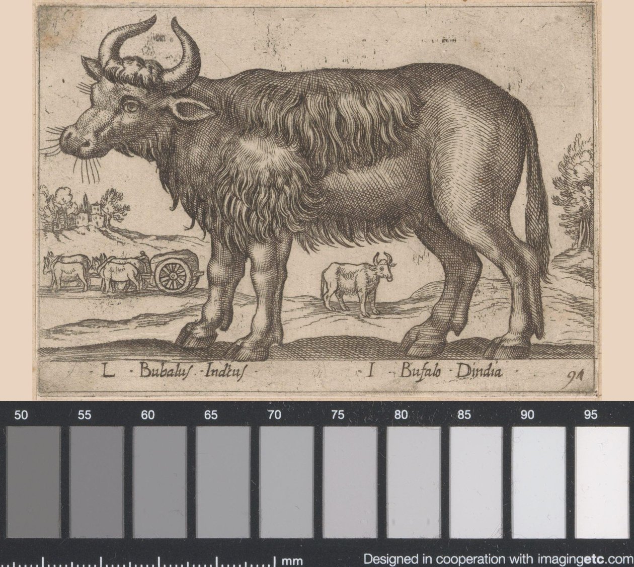 Buffel
L Bubalus Indicus/ I Bufola Dindia (título sobre o objecto)
Dieren en fabelwezens (título da série)
Nova raccolta de li animali più curiosi del mondo (título da série) de Antonio Tempesta
