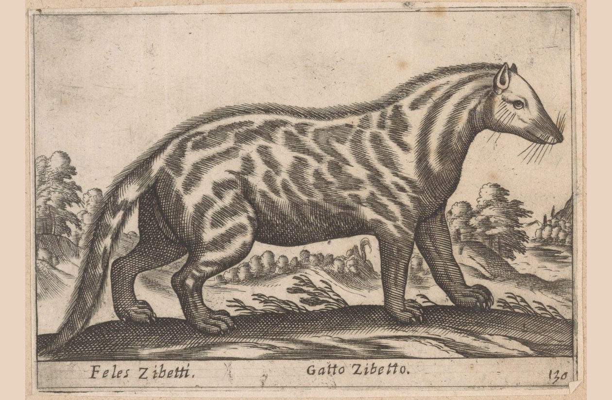 Civetkat Feles Zibetti / Cat Civet (título no objeto) Dieren en fabelwezens (título da série) Nova coleção dos animais mais curiosos do mundo (título da série) de Antonio Tempesta