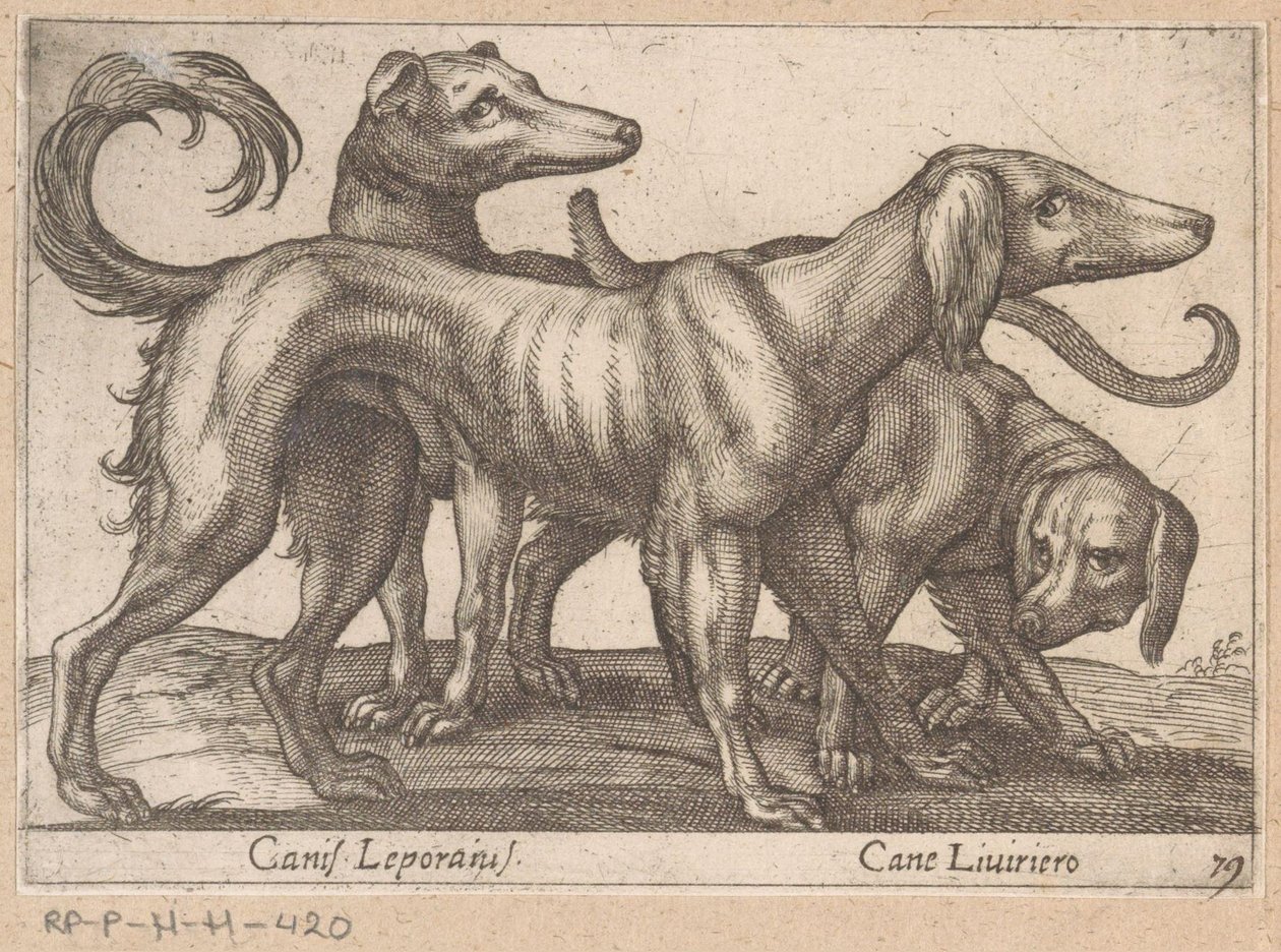 Três cachorros Canis Leporius / Cane Liviriero (título no objeto) Animais e criaturas míticas (título da série) Nova raccolta de li animali piu curiosi del mondo (título da série) de Antonio Tempesta