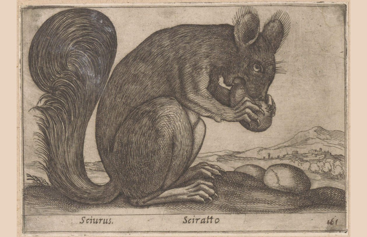 Ekhorn Sciurus/ Sciratto (título no objeto) Dieren en fabelwezens (título da série) Novo animal curioso do mundo (título da série) de Antonio Tempesta