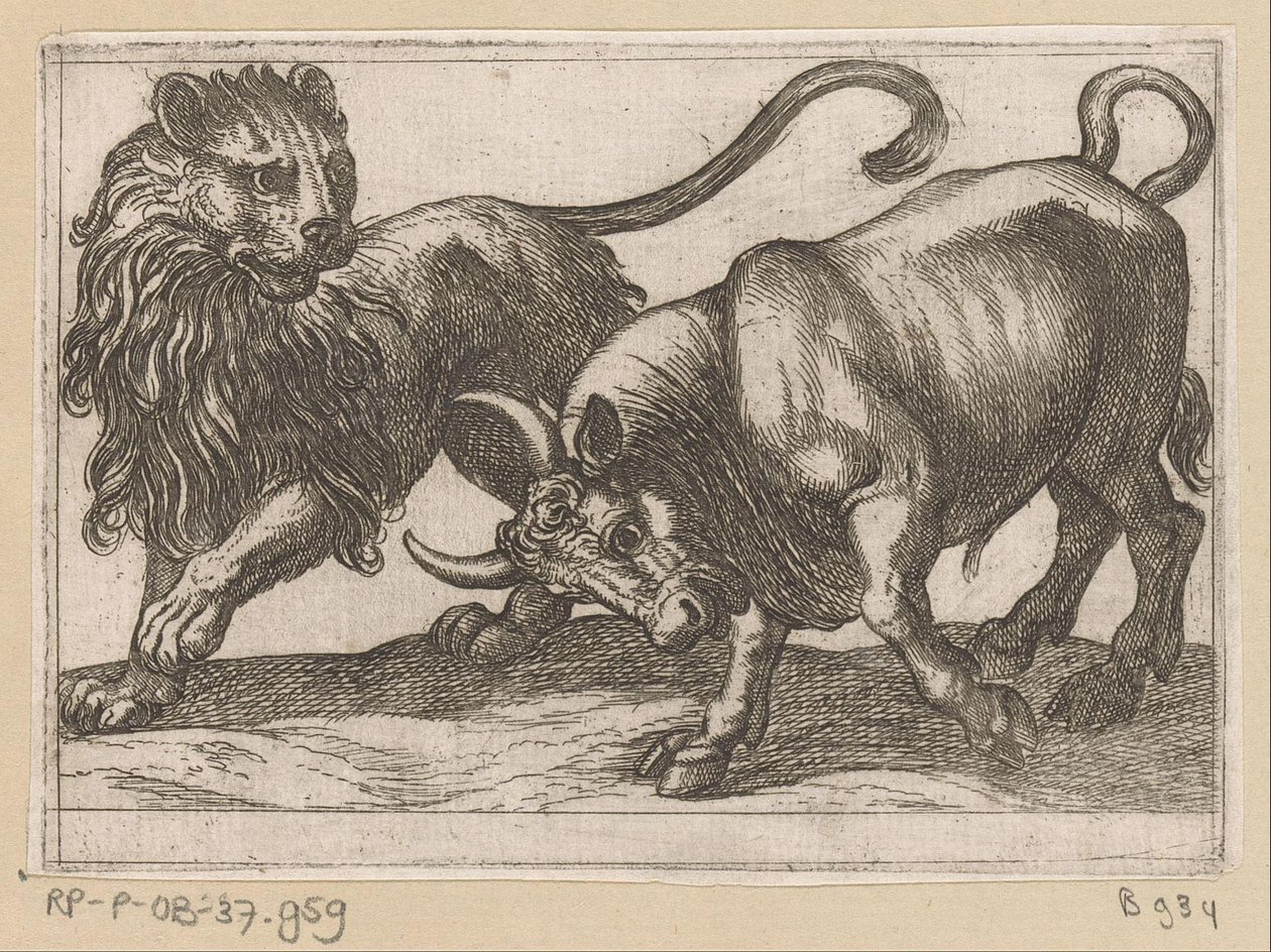 Um touro atacando um leão Animais de luta (título da série) de Antonio Tempesta