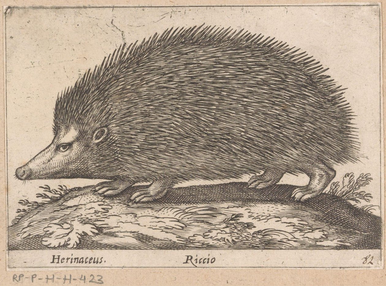 Egel
Herinaceus/ Riccio (título sobre o objecto)
Dieren en fabelwezens (título da série)
Nova raccolta de li animali più curiosi del mondo (título da série) de Antonio Tempesta