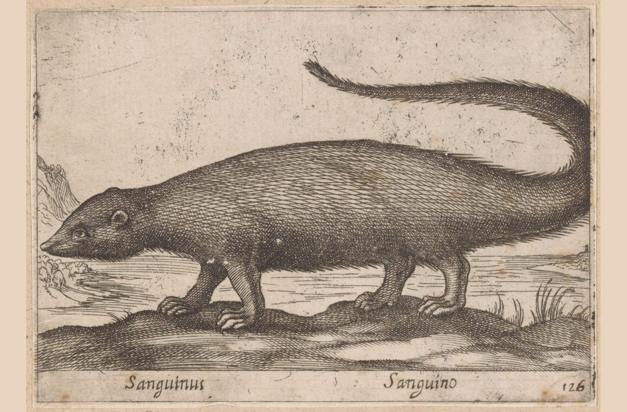 Fretachtige
Sanguinus/ Sanguino (título sobre o objecto)
Dieren en fabelwezens (título da série)
Nova raccolta de li animali più curiosi del mondo (título da série) de Antonio Tempesta