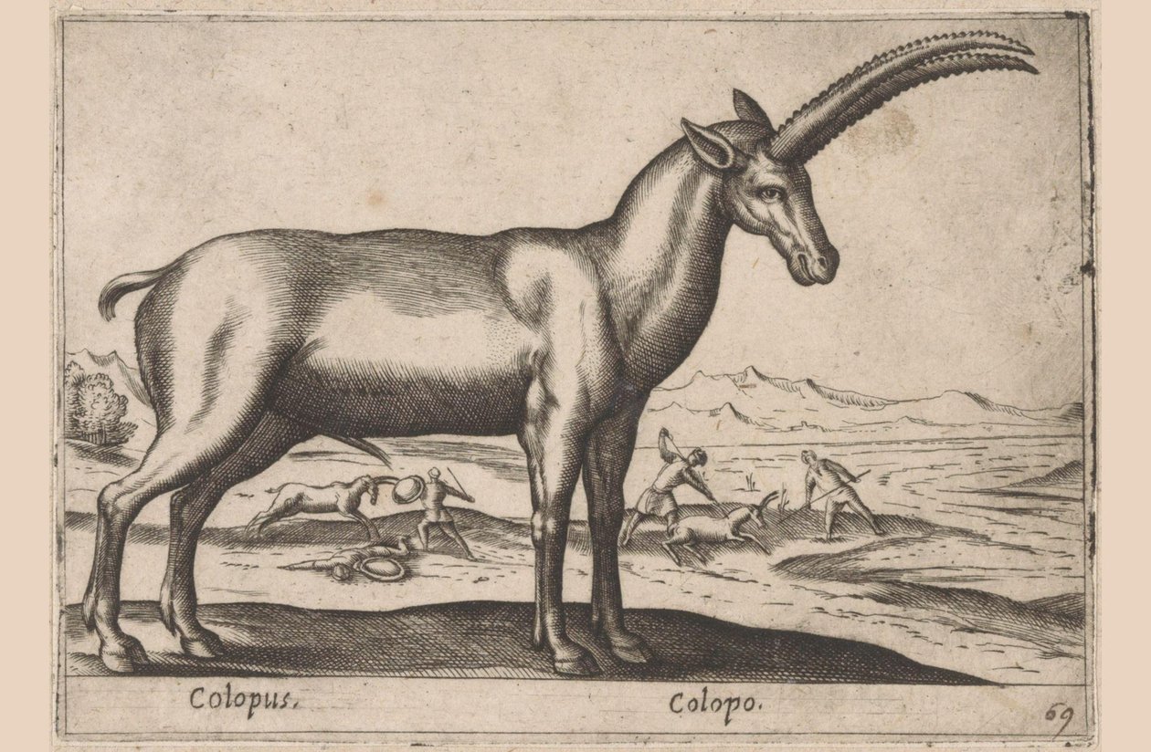 caprino Colopus/ Colopo (título no objeto) Dieren en fablewezens (título da série) Nova coleção dos animais mais curiosos do mundo (título da série) de Antonio Tempesta