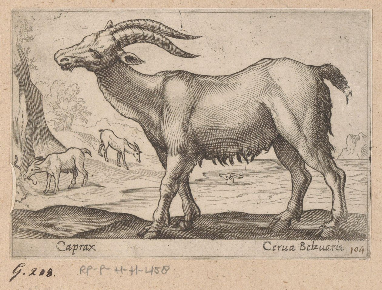 Gemas
Caprax/ Cerua Belzuaria (título sobre o objecto)
Dieren en fabelwezens (título da série)
Nova raccolta de li animali più curiosi del mondo (título da série) de Antonio Tempesta