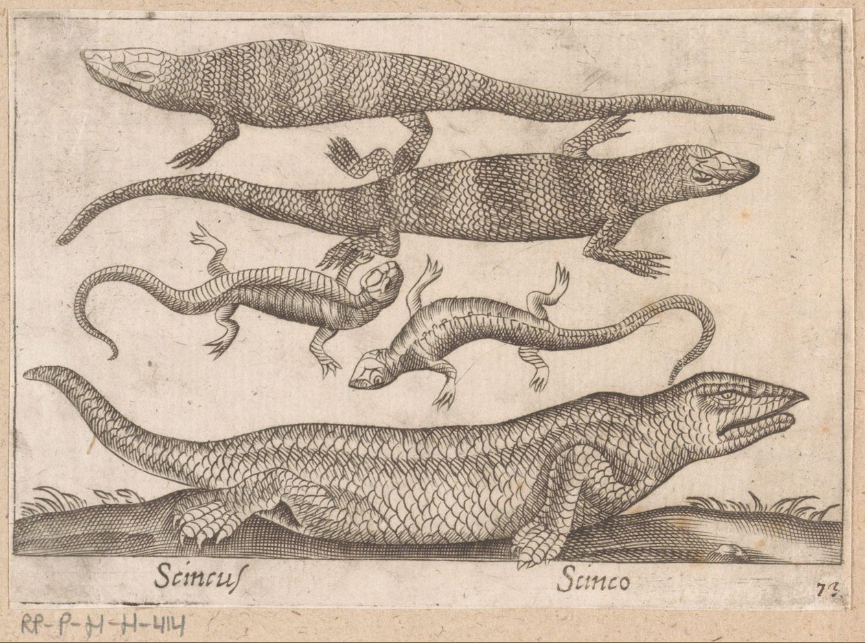 Hagedissen
Scincus/ Scinco (título sobre o objecto)
Dieren en fabelwezens (título da série)
Nova raccolta de li animali più curiosi del mondo (título da série) de Antonio Tempesta