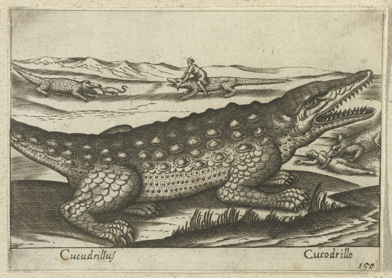 Krokodil
Cucudrillus/ Cucodrillo (título sobre o objecto)
Dieren en fabelwezens (título da série)
Nova raccolta de li animali più curiosi del mondo (título da série) de Antonio Tempesta