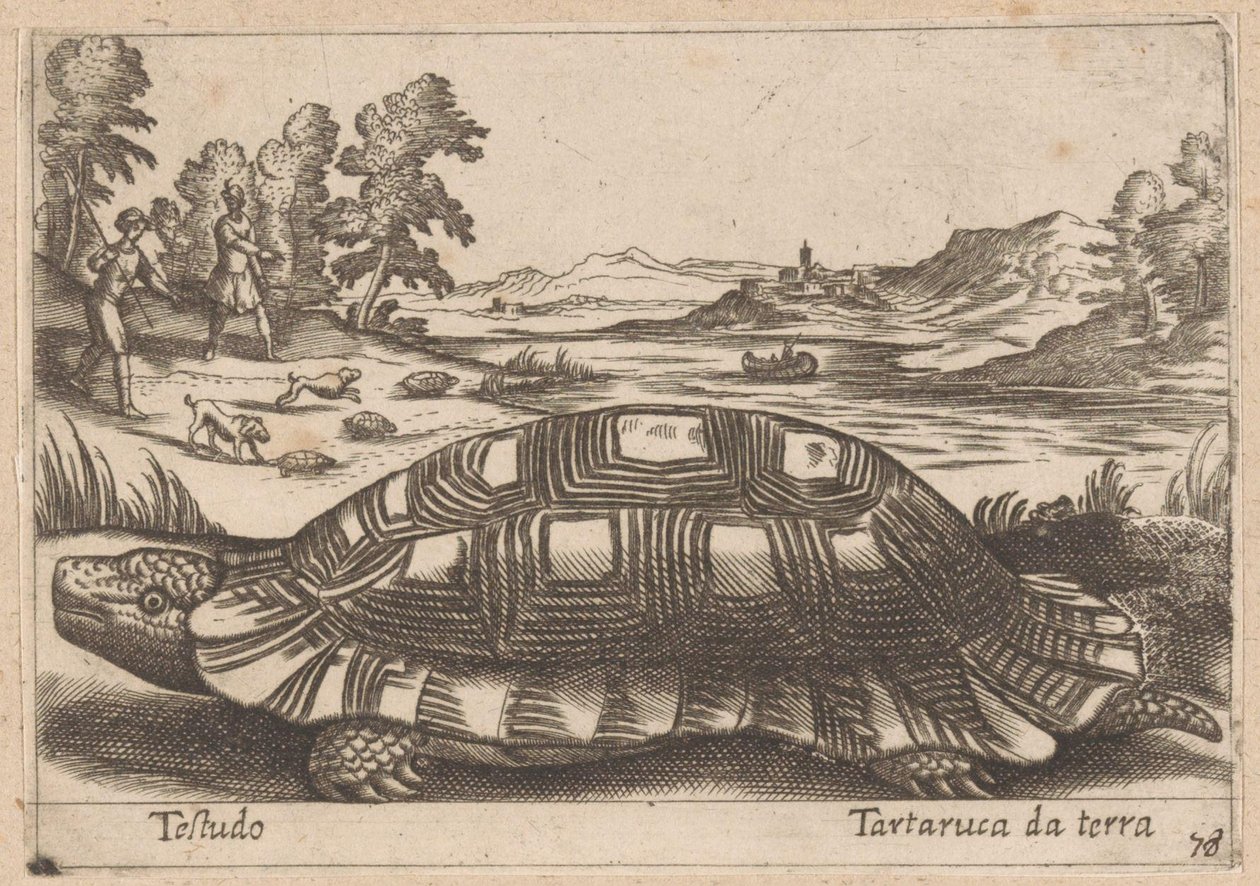 Landschildpad Testudo / Ground turtle (título no objeto) Dieren en fabelwezens (título da série) Nova coleção dos animais mais curiosos do mundo (título da série) de Antonio Tempesta
