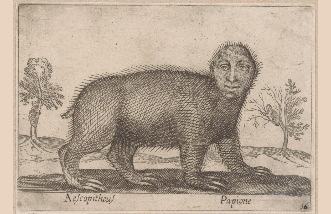 Bicho-preguiça Aescopitheus/Papione (título no objeto) Animais e criaturas míticas (título da série) Nova raccolta de li animali piu curiosi del mondo (título da série) de Antonio Tempesta