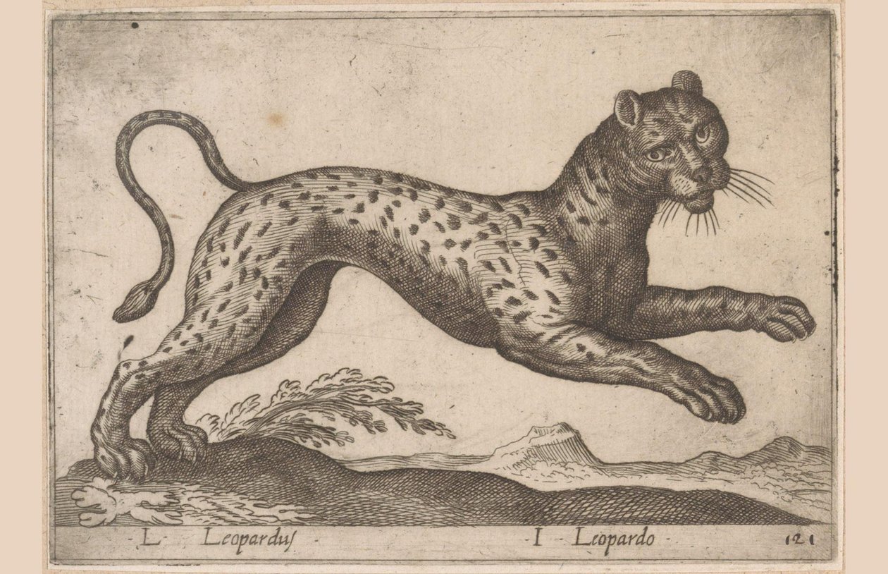 Leopardo L Leopardus/ I Leopardo (título no objeto) Dieren en fablewezens (título da série) Nova coleção dos animais mais curiosos do mundo (título da série) de Antonio Tempesta