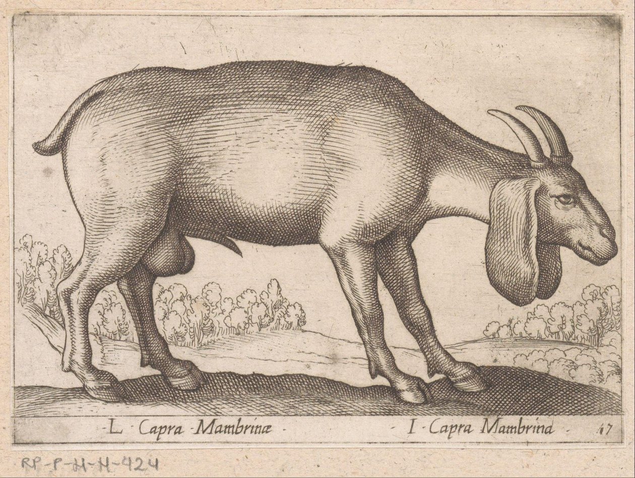 Mambrina geit
L Capra Mambrinae/ I Capra Mambrina (título sobre o objecto)
Dieren en fabelwezens (título da série)
Nova raccolta de li animali più curiosi del mondo (título da série) de Antonio Tempesta
