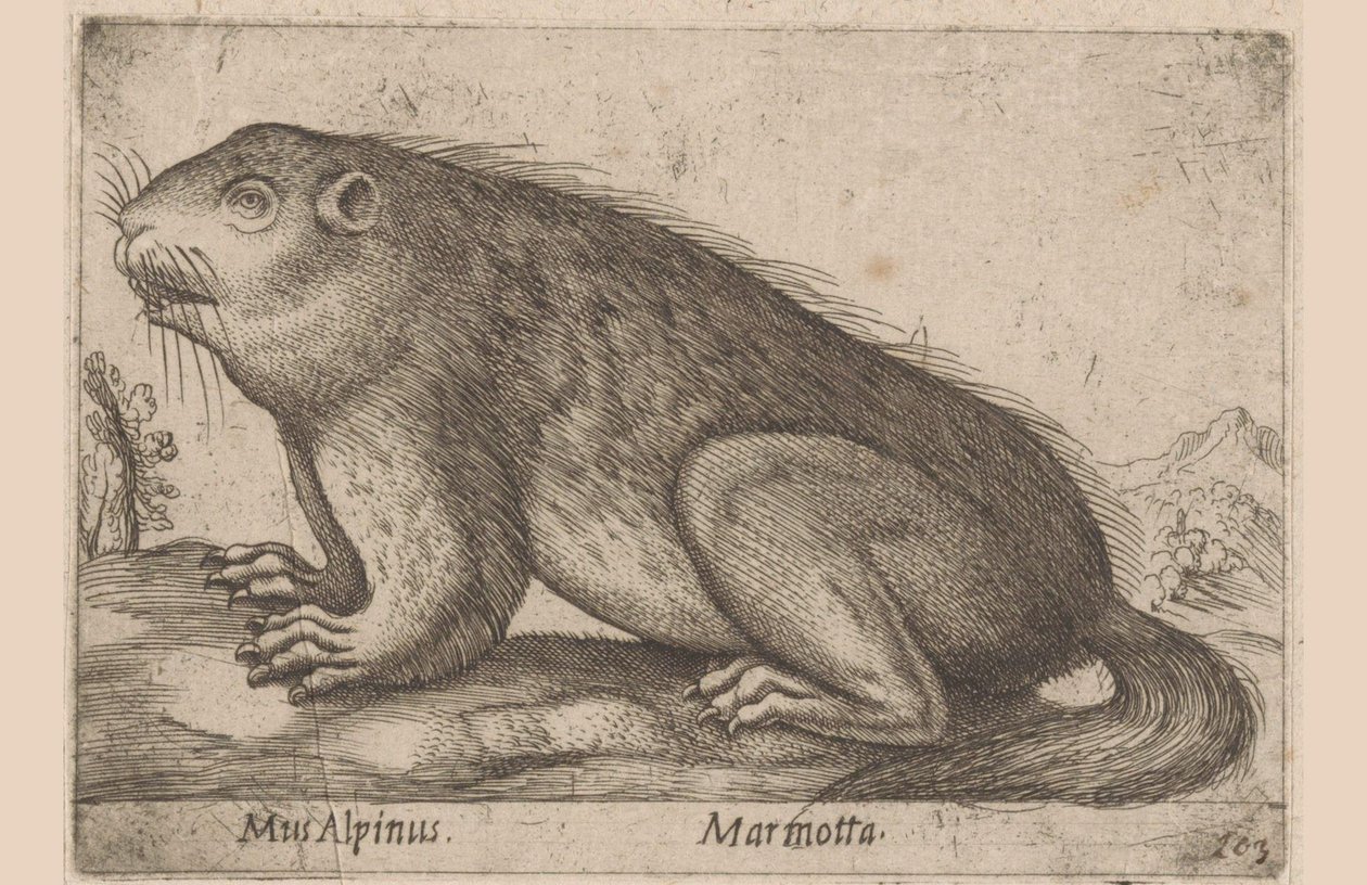 Ele murmura Alpine Mouse / Marmotta (título no objeto) Dieren en fablewezens (título da série) Nova raccolta de li animali piu curiosi del mondo (título da série) de Antonio Tempesta