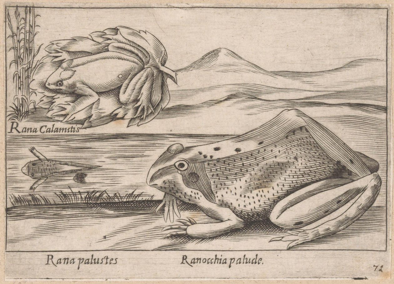 Moeraskikkers
Rana palustes/ Sapo pantanoso (título sobre o objecto)
Dieren en fabelwezens (título da série)
Nova raccolta de li animali più curiosi del mondo (título da série) de Antonio Tempesta