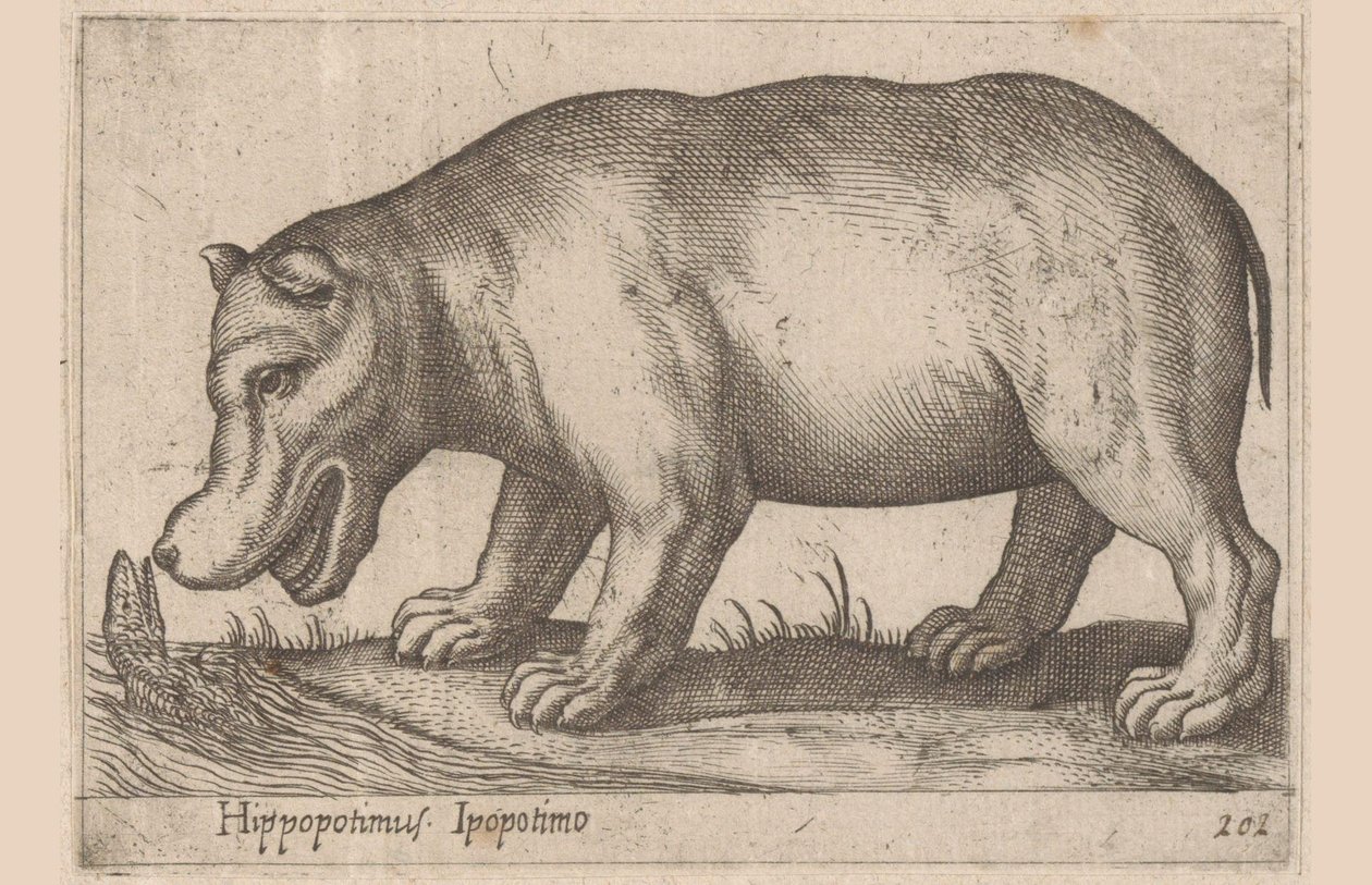 hipopótamo Hippopotamus/Ippopotamo (título no objeto) Animais e criaturas míticas (título da série) Nova raccolta de li animali piu curiosi del mondo (título da série) de Antonio Tempesta