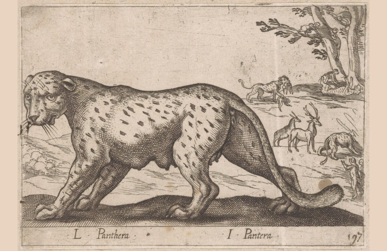 Pantera L Panthera/ I Panthera (título no objeto) Dieren en fablewezens (título da série) Nova coleção dos animais mais curiosos do mundo (título da série) de Antonio Tempesta
