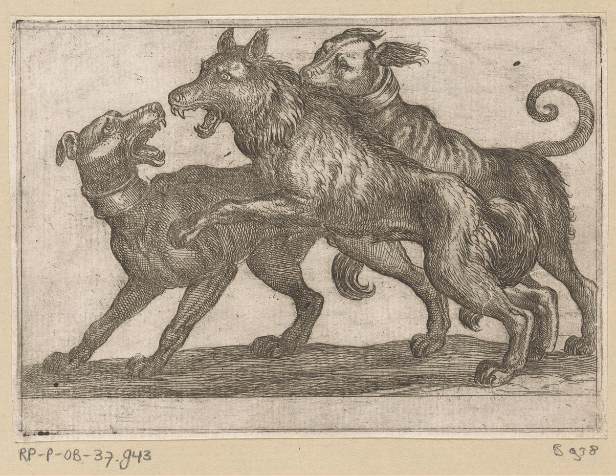Dois cães a lutar contra um lobo
Animais de combate (título da série) de Antonio Tempesta