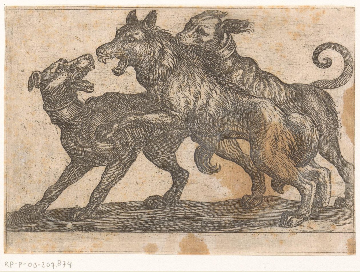 Dois cães lutando contra um lobo Animais de luta (título da série) de Antonio Tempesta
