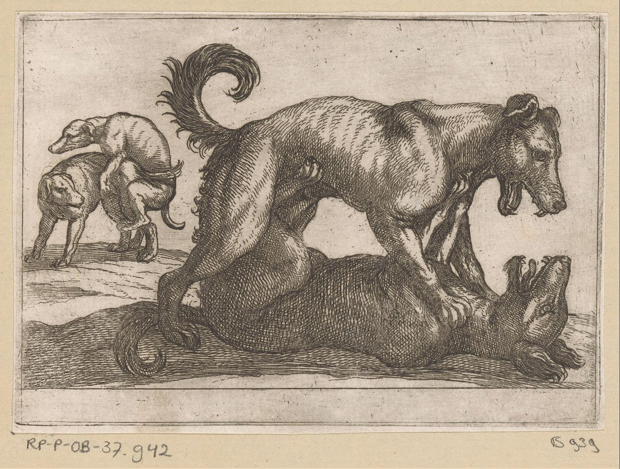 Dois acasalamentos e dois cães de luta Animais de luta (título da série) de Antonio Tempesta