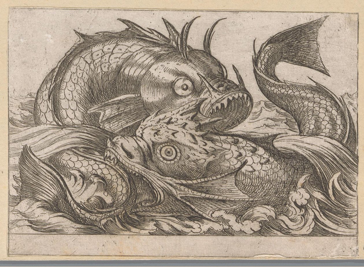 Dois peixes de luta Animais de luta (título da série) de Antonio Tempesta