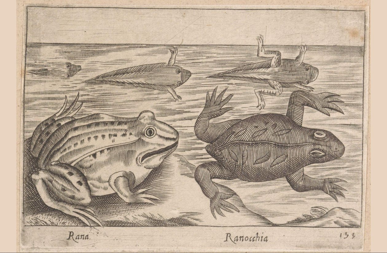 Cinco estágios de um sapo Rana/ Ranocchia (título no objeto) Animais e criaturas míticas (título da série) Nova raccolta de li animali piu curiosi del mondo (título da série) de Antonio Tempesta