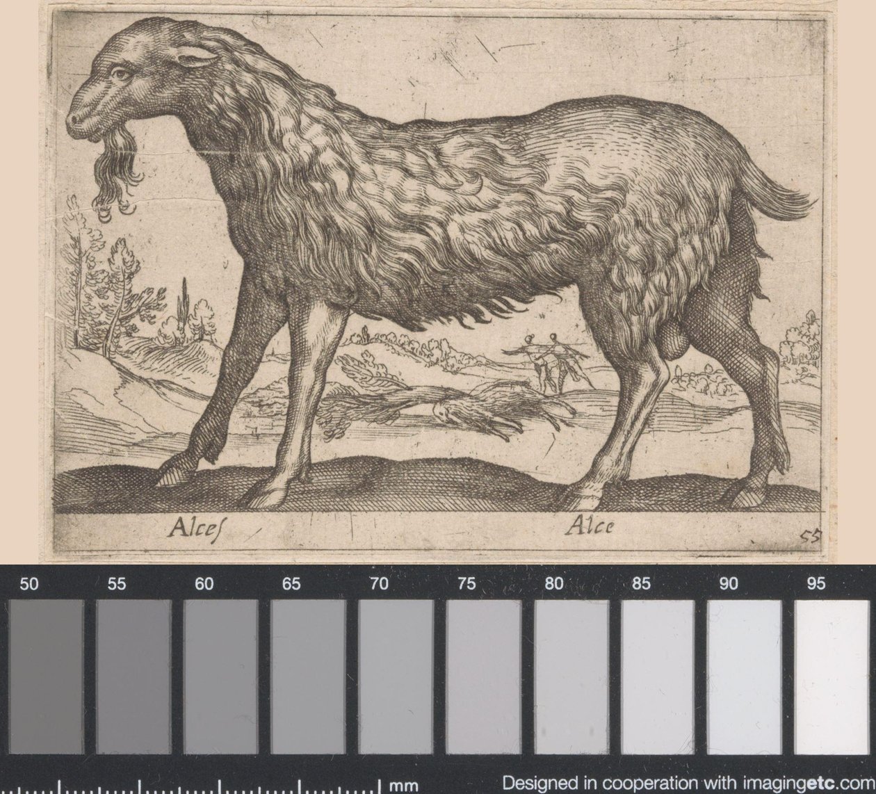 alce fêmea Alces/ Alce (título no objeto) Animais e criaturas míticas (título da série) Nova raccolta de li animali piu curiosi del mondo (título da série) de Antonio Tempesta