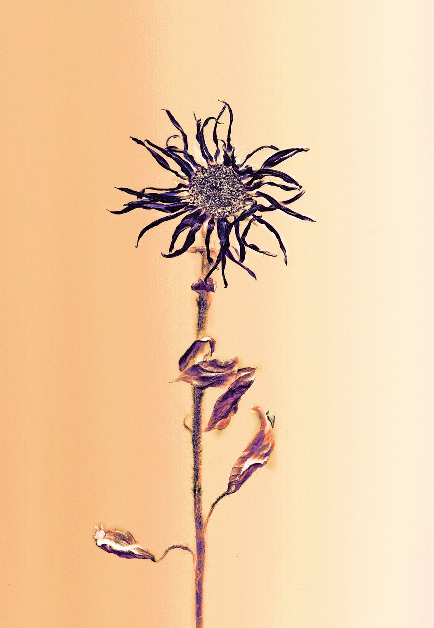  de Antonius Antonius