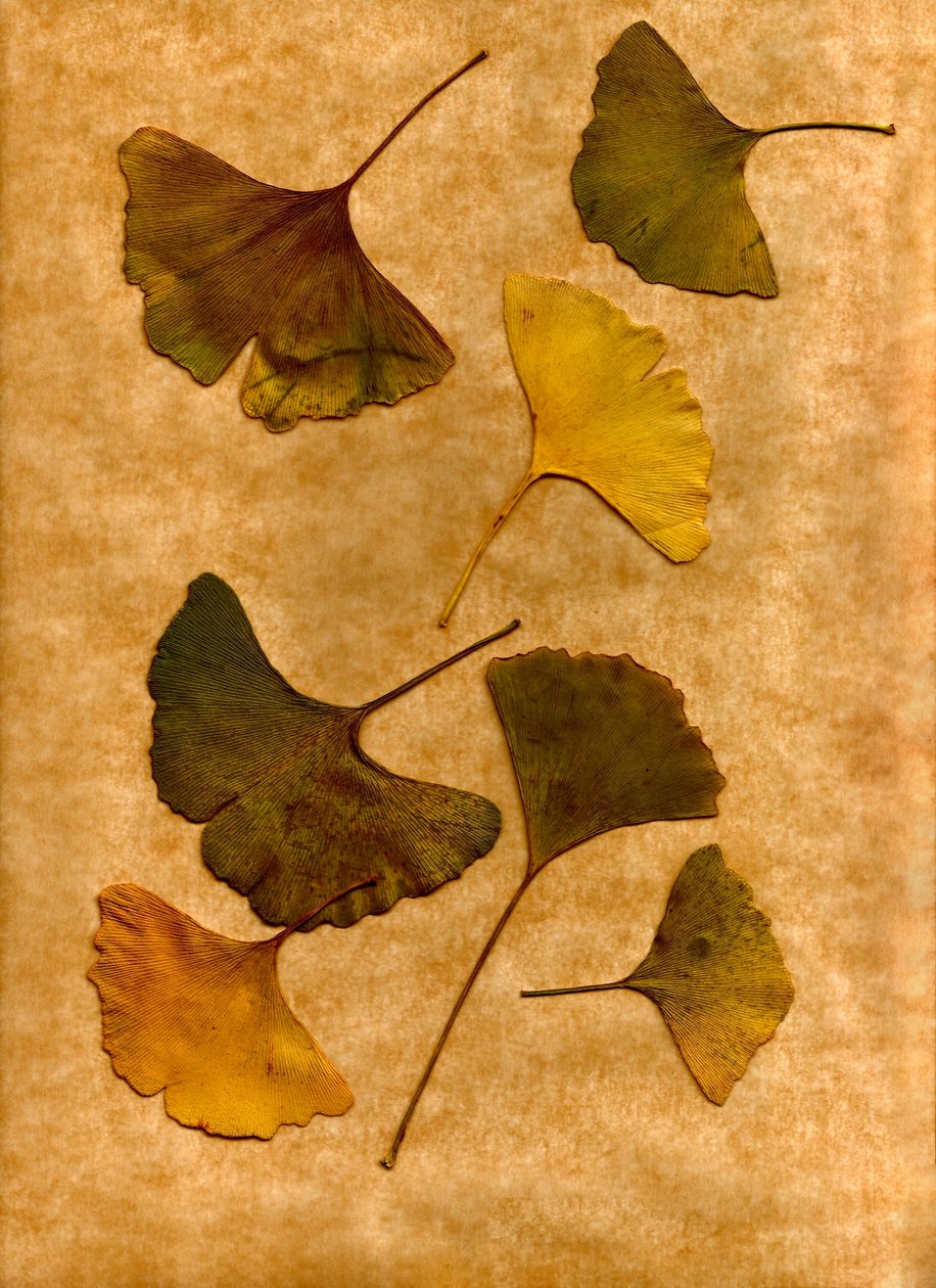  de Antonius Antonius