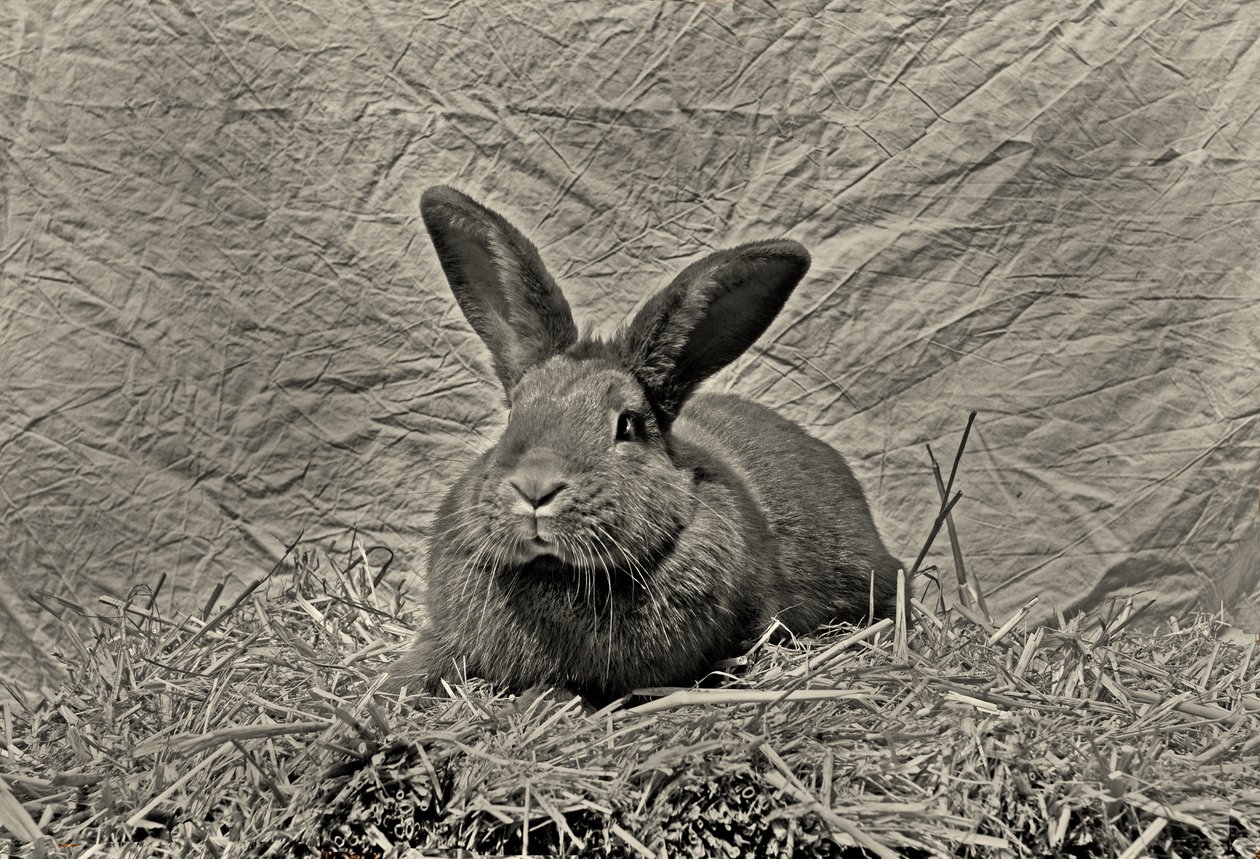  de Antonius Antonius