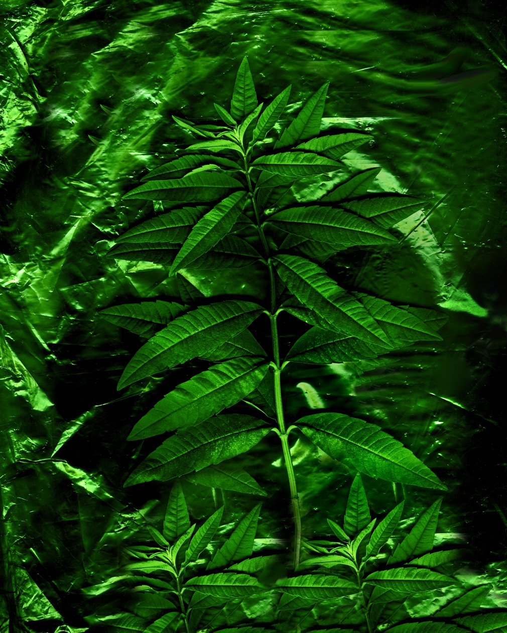  de Antonius Antonius