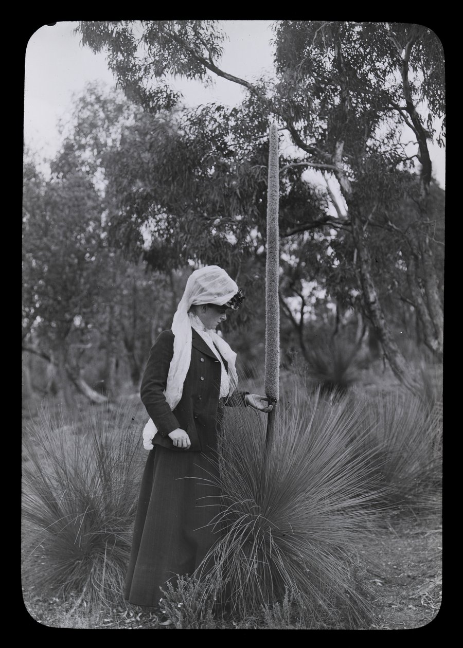 Amy e Xanthorrhoea de Archibald James Campbell
