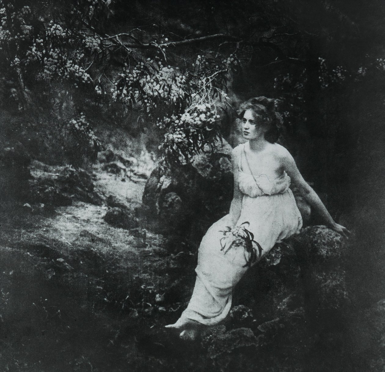 Wattle litoral, longifolia da acácia de Archibald James Campbell