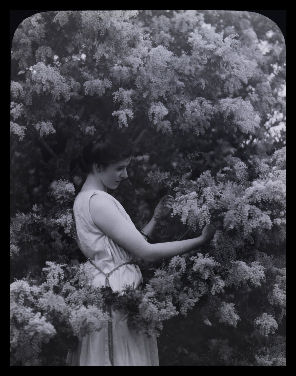 Cootamundra Wattle de Archibald James Campbell