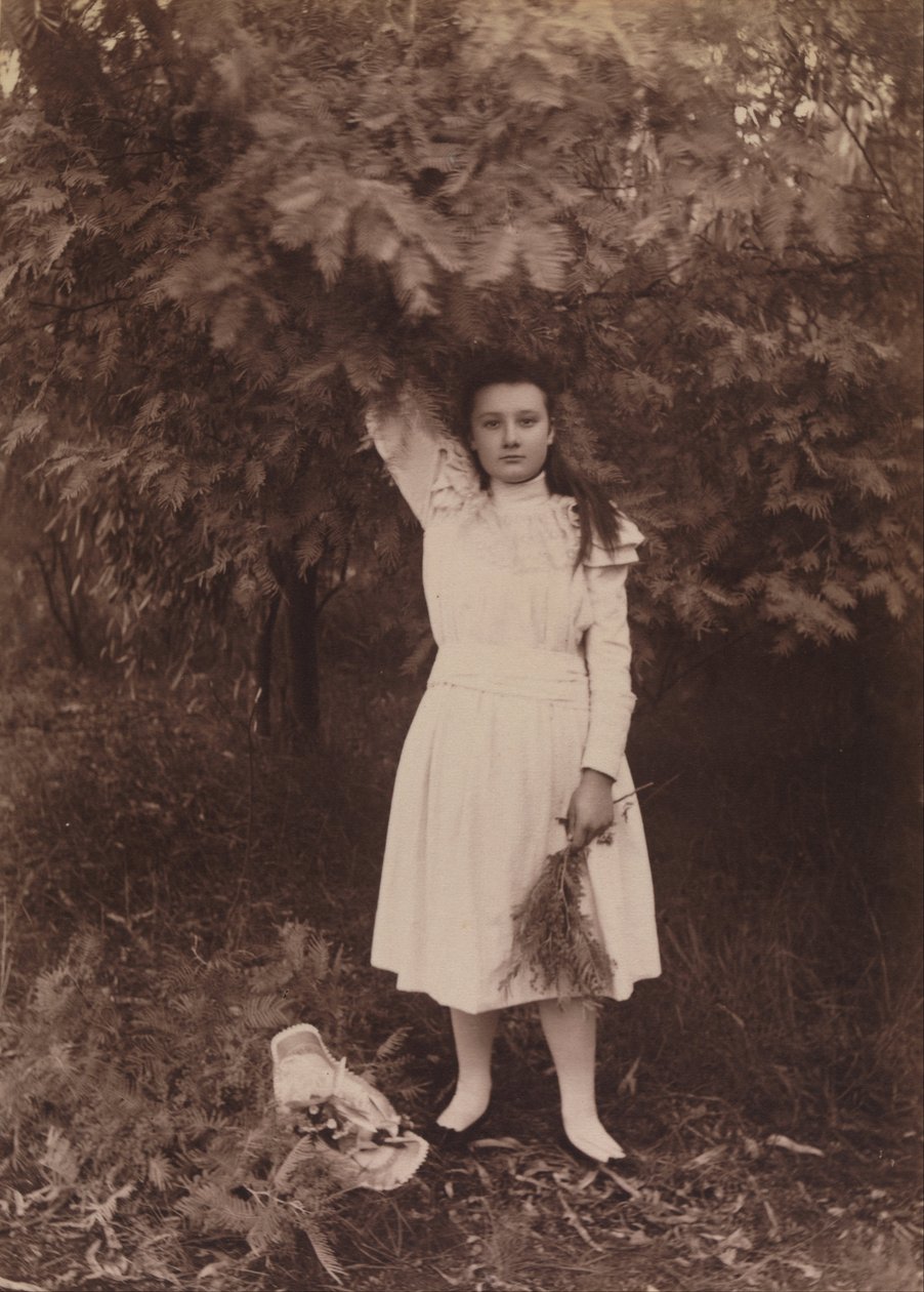 Wattle de prata, dealbata da acácia de Archibald James Campbell