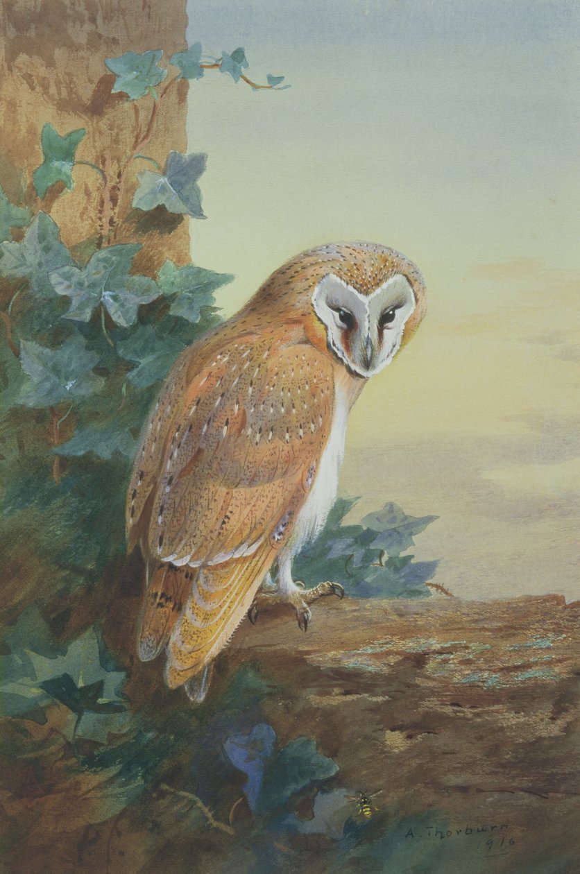 Coruja de celeiro, 1916 (aguarela sobre papel) de Archibald Thorburn