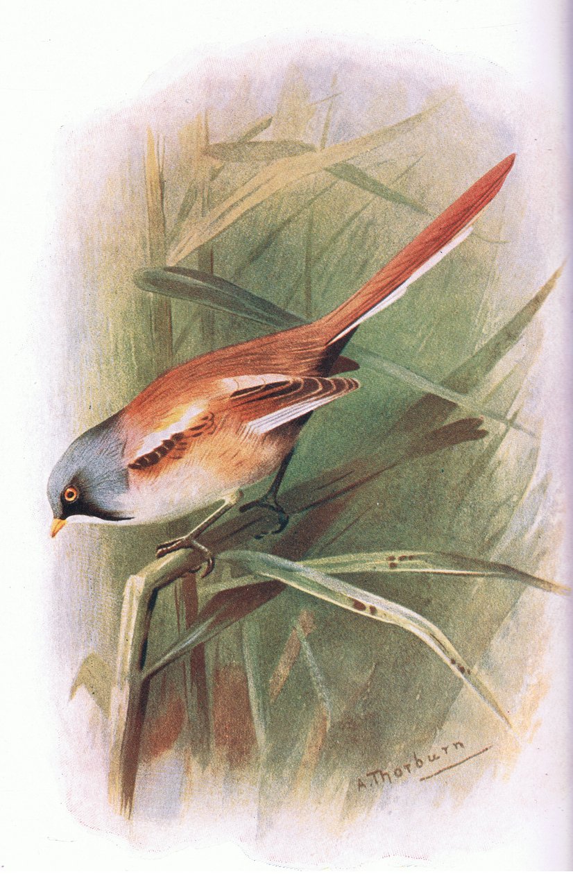 Barbudo Titmouse, de British Birds publicado por Longmans, 1932 de Archibald Thorburn