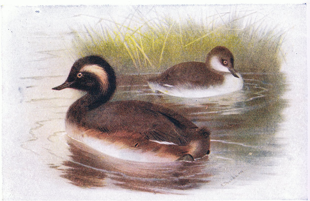 Grebe de pescoço preto de Archibald Thorburn