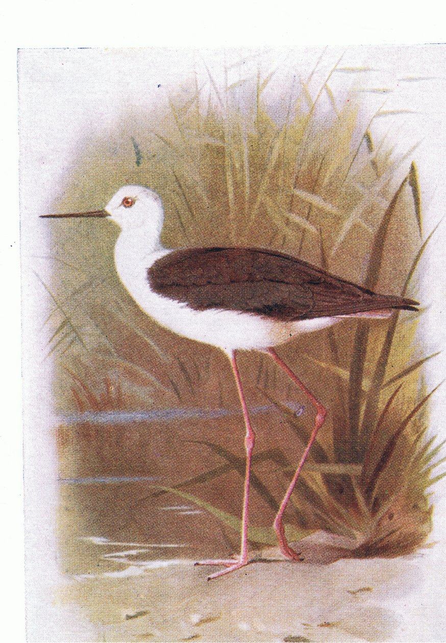 Pernilongo de asas negras, das aves das Ilhas Britânicas e seus ovos publicado por Frederick Warne & Co Ltd, 1958 de Archibald Thorburn