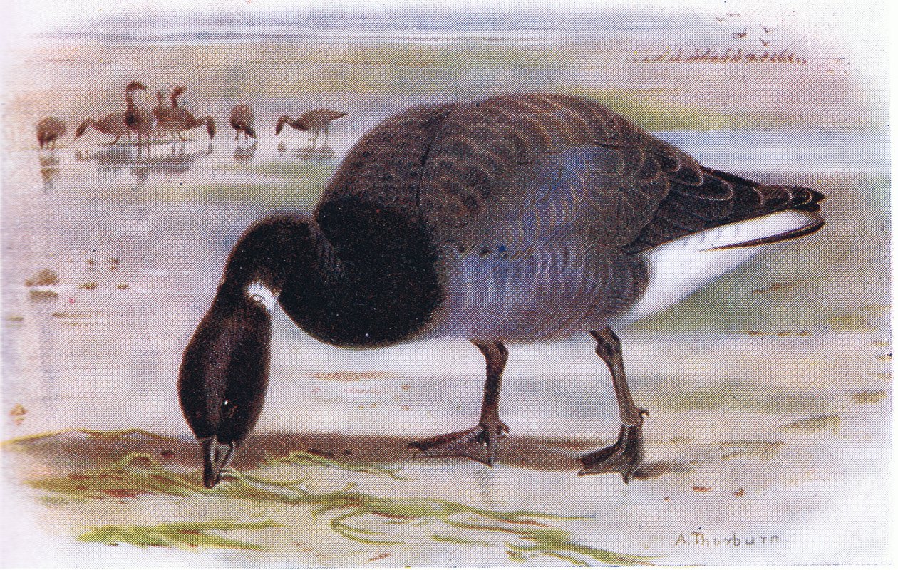 Brent Goose de Archibald Thorburn