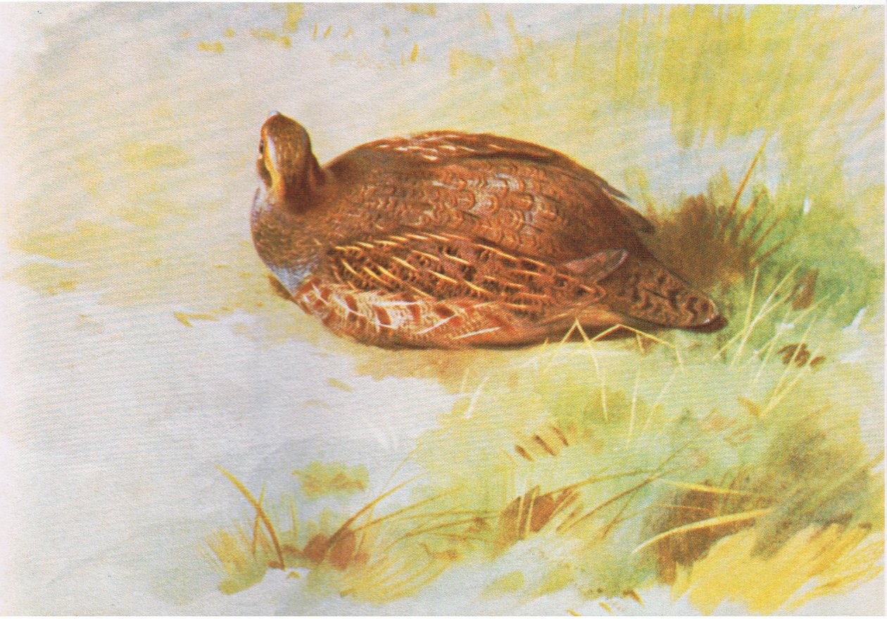 Perdiz comum, pub. por Book Club Associates, 1972 de Archibald Thorburn