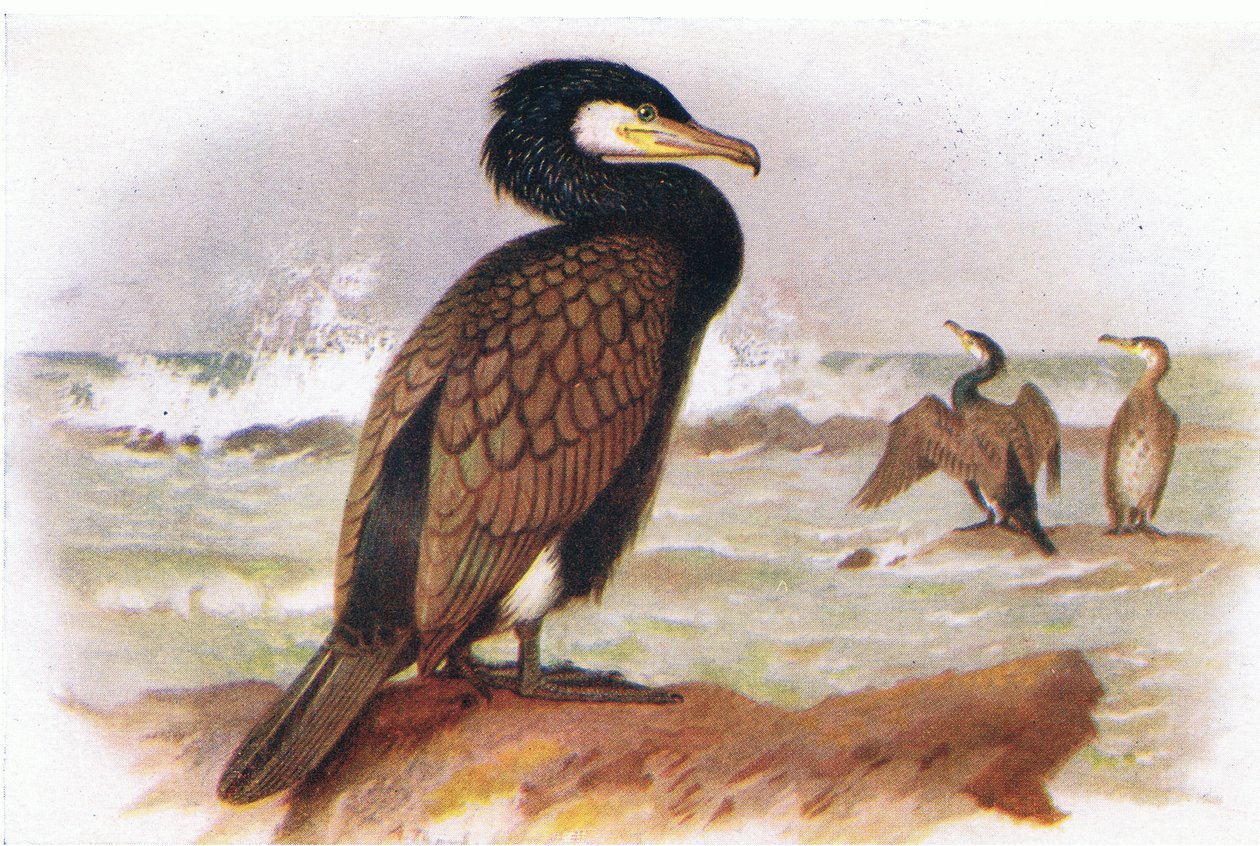 Cormorão de Archibald Thorburn